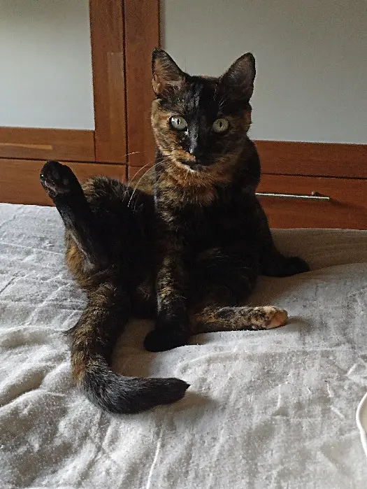 Chatte Perdue 28 Eure-et-Loir Chatte Perdue 28 Eure-et-Loir