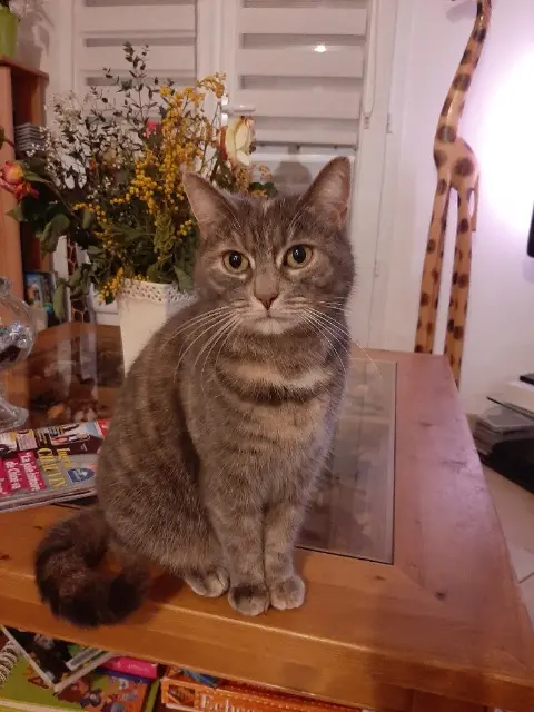 chatte lost   28130 Villiers-le-Morhier Plume