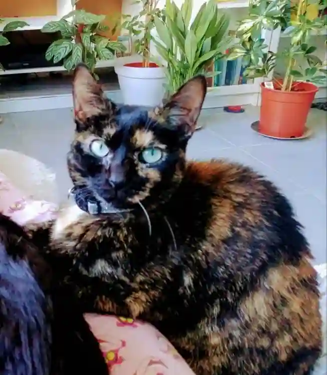 Chatte Perdue 28 Eure-et-Loir - Plume Chatte Perdue 28 Eure-et-Loir - Plume