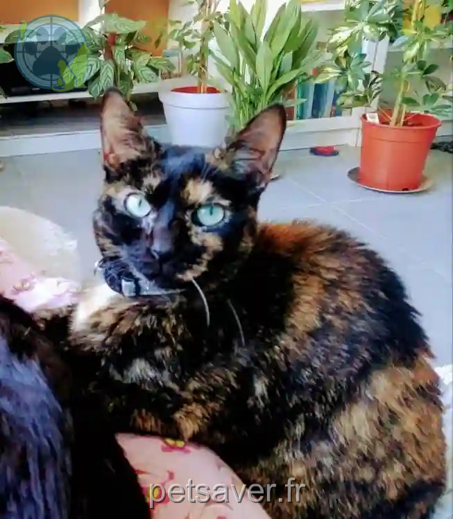 Chatte Perdue 28 Eure-et-Loir - Plume Chatte Perdue 28 Eure-et-Loir - Plume