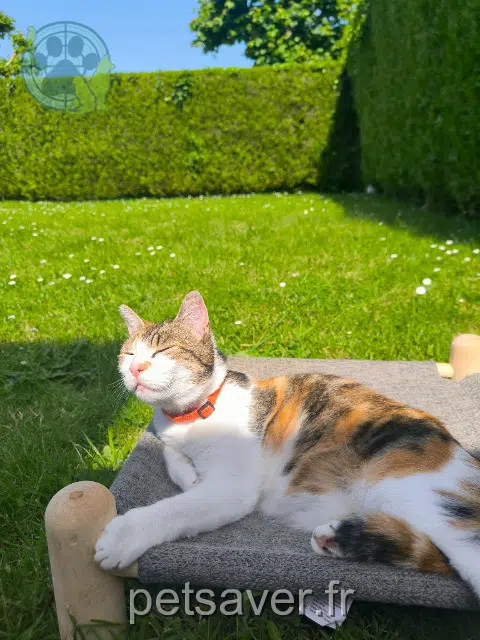 chatte perdue 28340 La Ferté-Vidame Romi chatte lost 28340 La Ferté-Vidame Romi