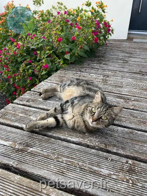 chatte lost   28350 Saint-Lubin-des-Joncherets Rubie