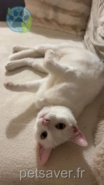 gata lost   28800 Bonneval Snowbelle