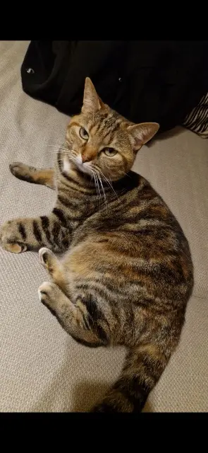 chatte lost   28700 Francourville Sunny