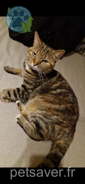 chatte perdue 28700 Francourville Sunny chatte lost 28700 Francourville Sunny