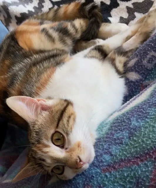 chatte lost   28500 Ouerre Tily