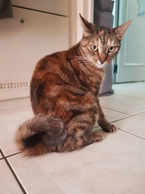 chatte lost   28140 Courbehaye Titi