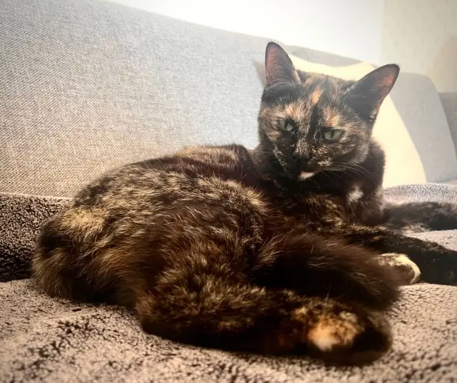 chatte lost   28630 Le Coudray Toupie