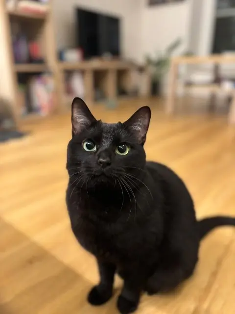 chatte lost   28600 Luisant Tsouki