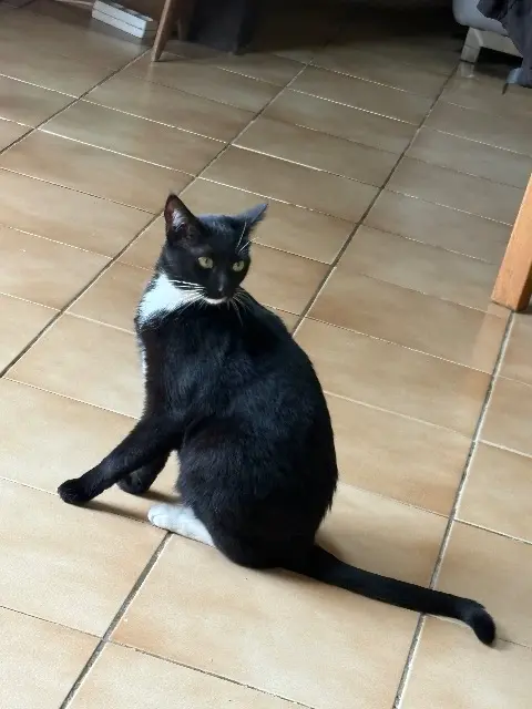 chatte lost   28000 Chartres Ulane