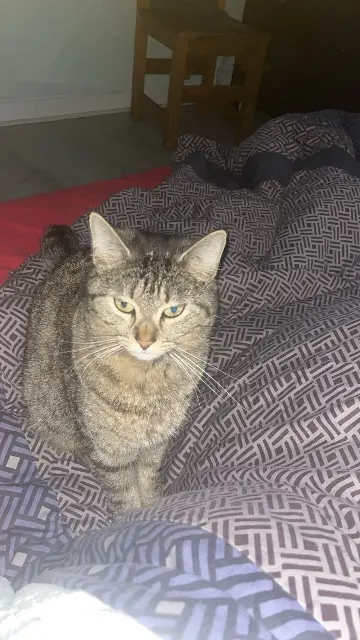 chatte lost   28250 Senonches Ulya