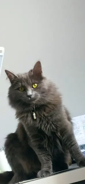 chatte lost   28140 Tillay-le-Péneux ULYA