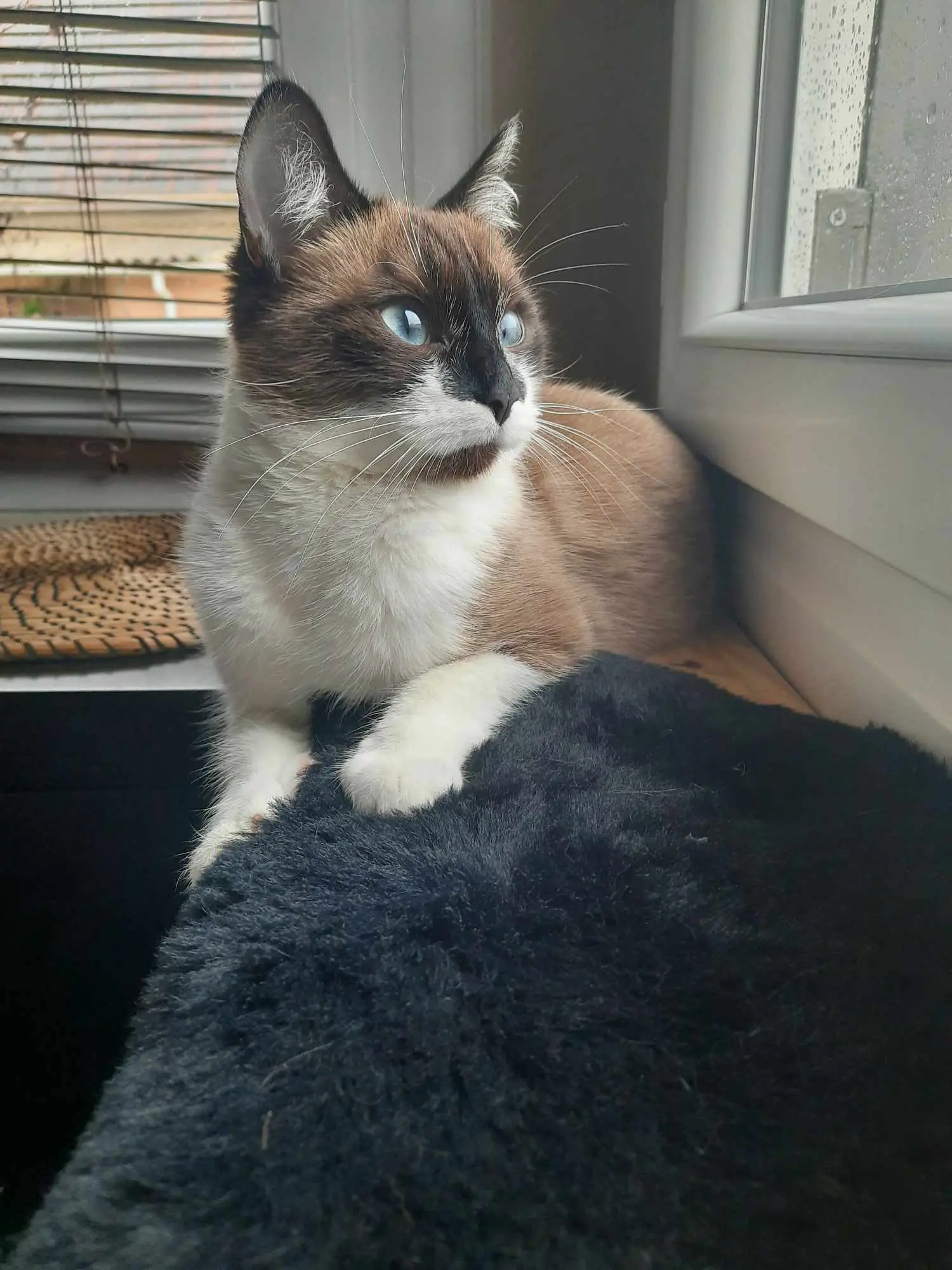 Chatte Perdue 28 Eure-et-Loir - Umi Chatte Perdue 28 Eure-et-Loir - Umi