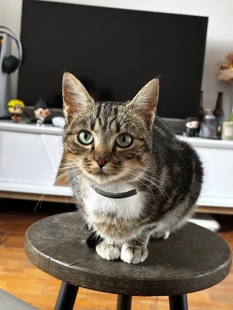 chatte lost   28200 Villemaury Héra