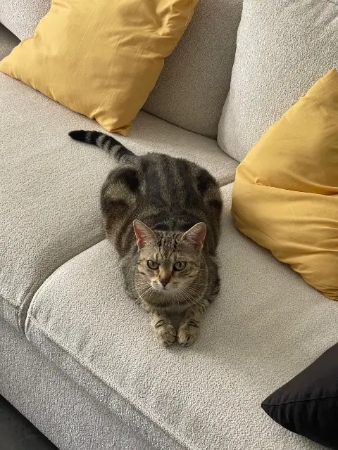 chatte lost   28300 Lèves Yuna