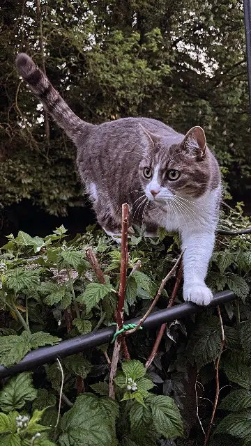 chatte lost   28190 Courville-sur-Eure Zizou