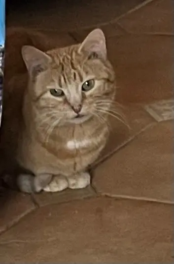 chatte lost    Éole-en-Beauce Cookie