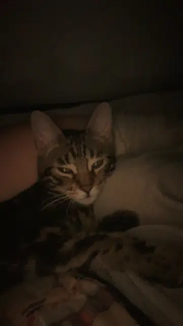 chatte lost   28300 Mainvilliers Nana