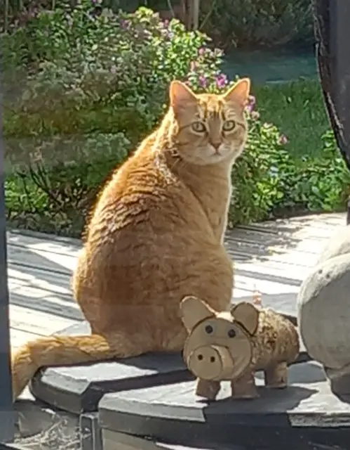 chatte lost   29660 Carantec Aglae