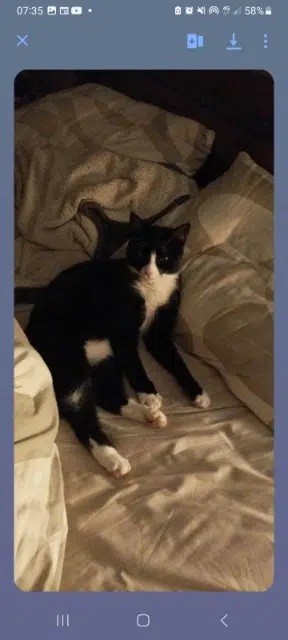 chatte perdue 29780 Plouhinec Allblack chatte lost 29780 Plouhinec Allblack