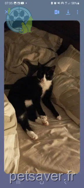 cat lost 29780 Plouhinec Allblack cat lost 29780 Plouhinec Allblack
