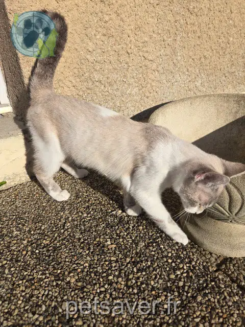 chatte lost   29000 Quimper Altesse