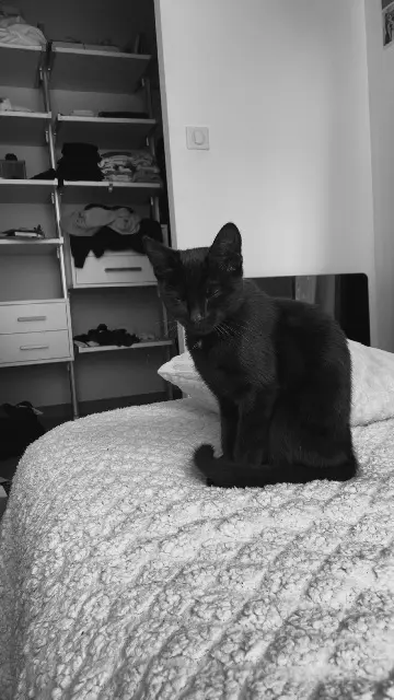 chatte lost   29860 Plouvien Alya