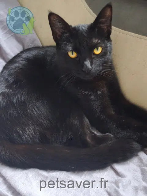 chatte perdue 29600 Morlaix Anémone chatte lost 29600 Morlaix Anémone