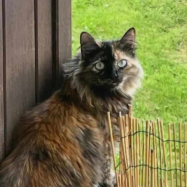 chatte lost   29500 Ergué-Gabéric Arya