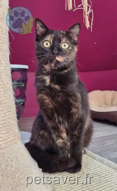 chatte lost   29000 Quimper Astra