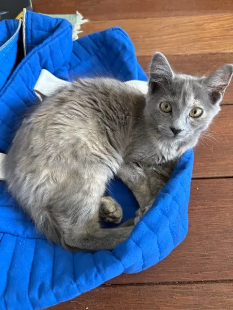 chatte lost   29600 Morlaix Aya