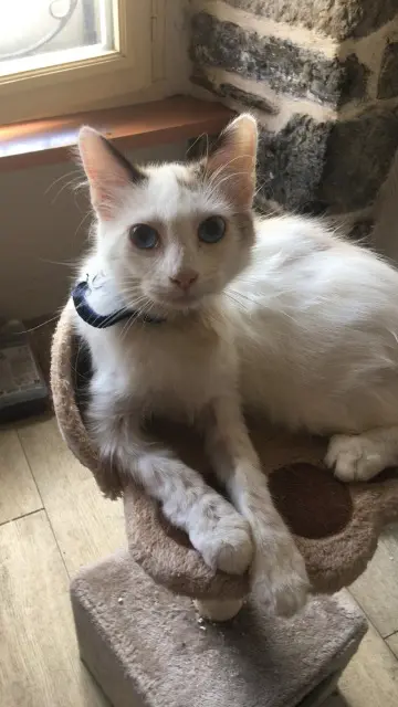chatte lost   29600 Morlaix Belle
