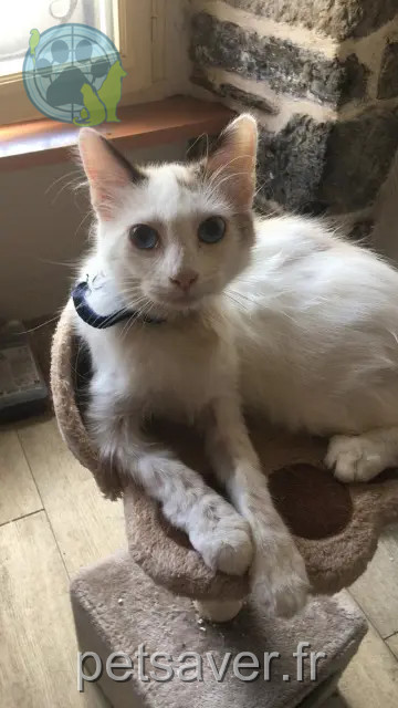 chatte perdue 29600 Morlaix Belle chatte lost 29600 Morlaix Belle