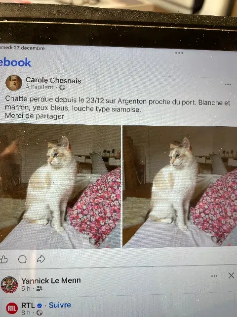 chatte lost   29840 Landunvez Biscotte