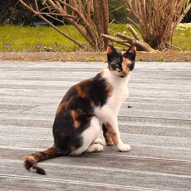 chatte lost   29460 Logonna-Daoulas Boni