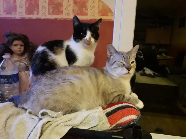 chatte lost   29200 Brest Aydin