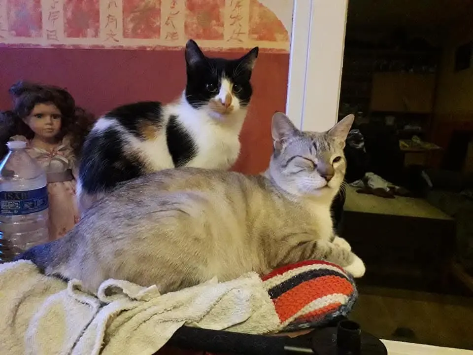 chatte lost   29200 Brest Aydin