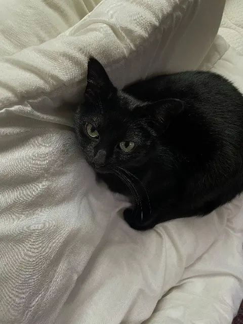 chatte lost   29200 Brest Baguerra