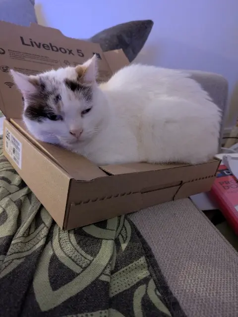 chatte lost   29200 Brest Bianca