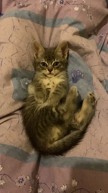 chatte lost   29200 Brest Garmin