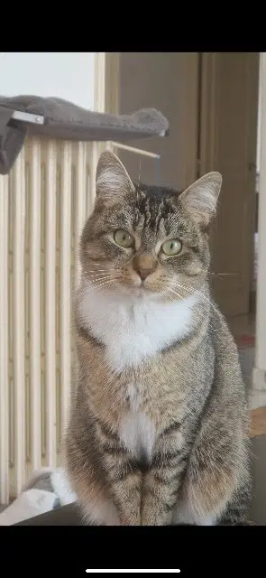 chatte lost   29200 Brest Gingette