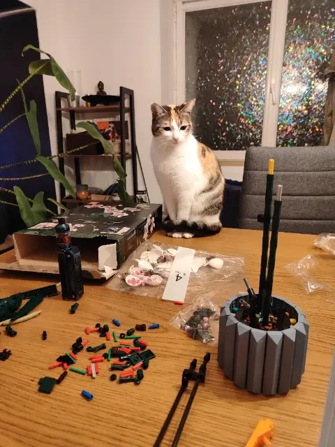 chatte lost   29200 Brest Haru