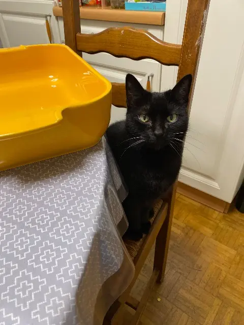 chatte lost   29200 Brest Ita