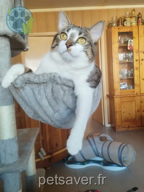 chatte lost   29200 Brest Kiara