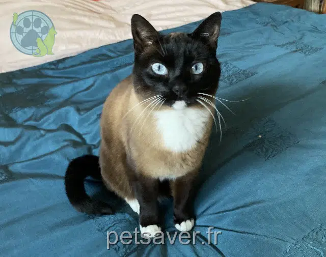 chatte lost   29200 Brest Lea