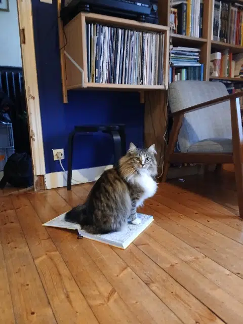 chatte lost   29200 Brest Louve