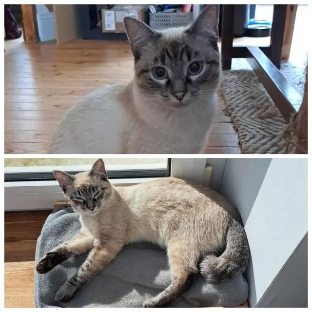 chatte lost   29200 Brest Mandou