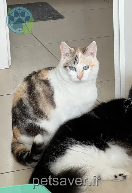 chatte lost   29200 Brest Nougatine