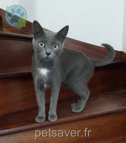 chatte lost 29200 Brest Orion