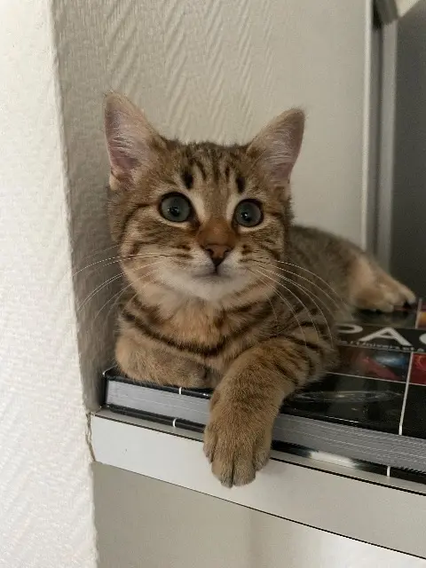 chatte lost   29200 Brest Osiris